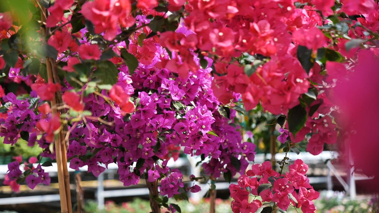 Get It Growing: Tropical bougainvillea has vibrant colors, conquers the heat